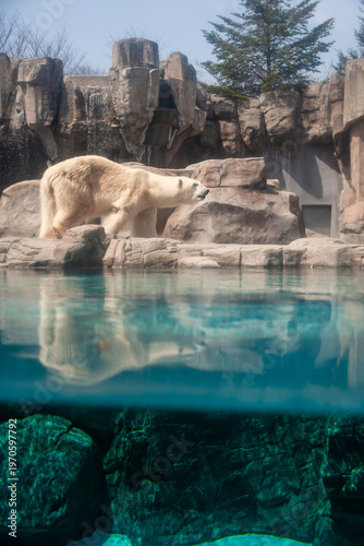 polar bear by the water in the zoo