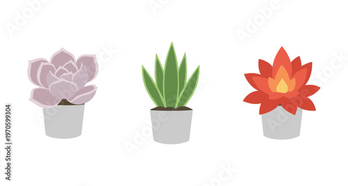 Set of Three Different Potted Succulent Plants in Modern Grey Pots, Indoor Greenery and Houseplant Decoration, Flat Vector Illustration for Nature