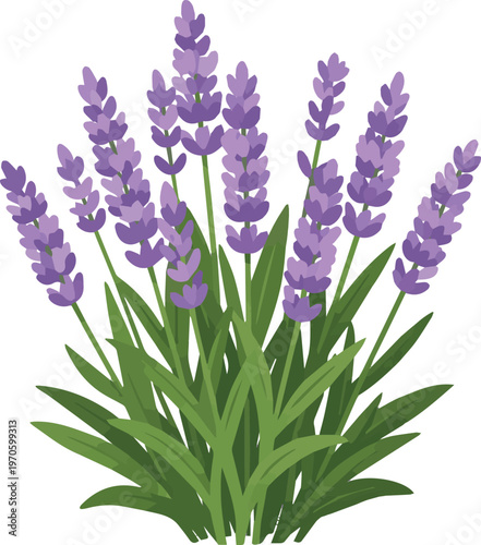 Generated on Lavender flowers blooming in a garden vector art on white background