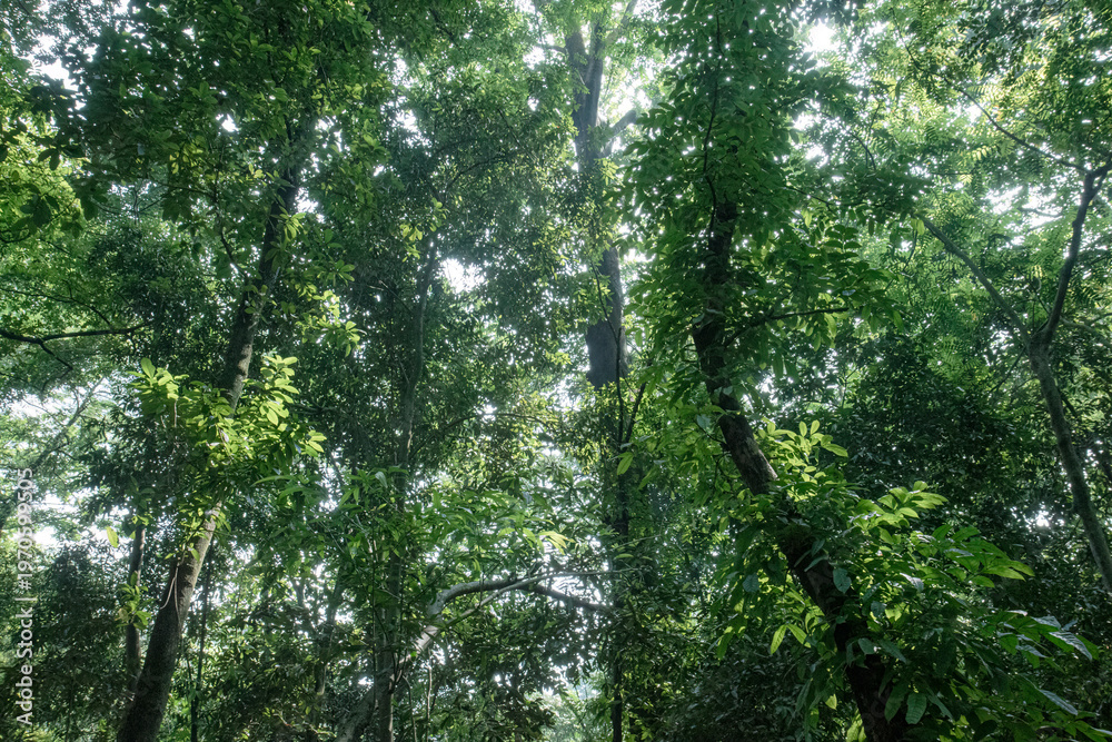 Fototapeta premium Lush layered greenery creates deep woodland canopy texture. Tiered treetops and foliage build rich tropical atmosphere. Verdant forest ceiling showing abundant leaves and natural depth