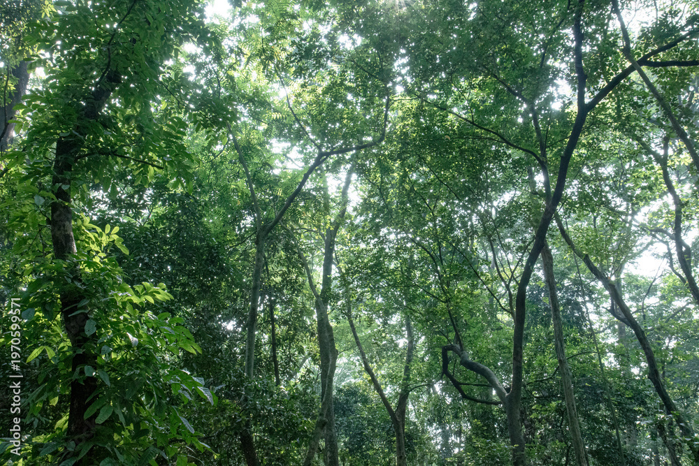 Obraz premium Sunlight pierces dense canopy creating sparkling foliage highlights. Bright rays scatter through upper leaves in tropical woodland. Shimmering treetop scene with radiant gaps across green crown