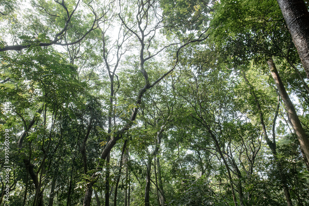 Fototapeta premium Elegant limbs weave intricate silhouettes across bright canopy. Graceful treelines lift upward through vivid leafy layers. Woodland crowns create flowing shapes against pale sky