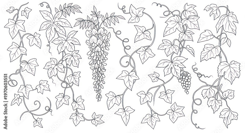 Fototapeta premium Grapevine Illustration with Leaves and Bunches.