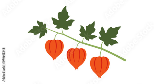 Three vibrant orange chinese lanterns dangle from a thin green branch adorned with green leaves isolated on a clean