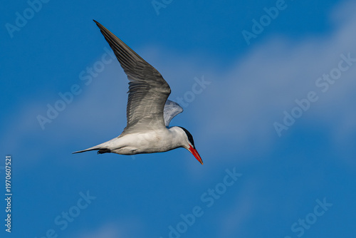 Caspian tern in flight against a blue sky with clouds.