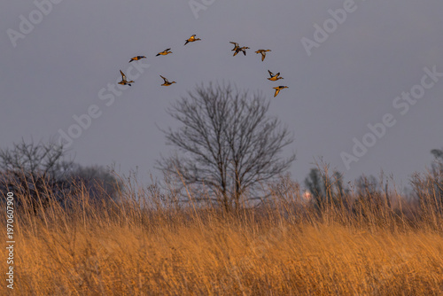 Flock of blue-winged teals in flight over a tree.