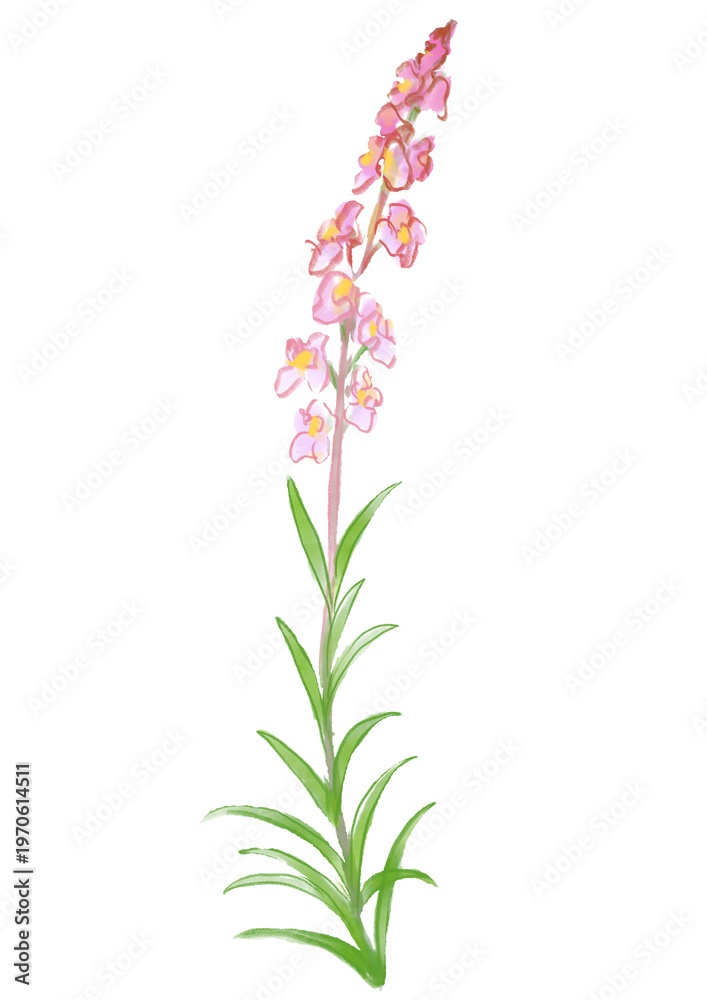 Obraz premium 咲き誇るリナリアの花の手描きの水彩イラスト