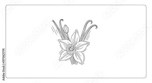 Hand-drawn illustration of a vanilla orchid flower with pods, sketch style