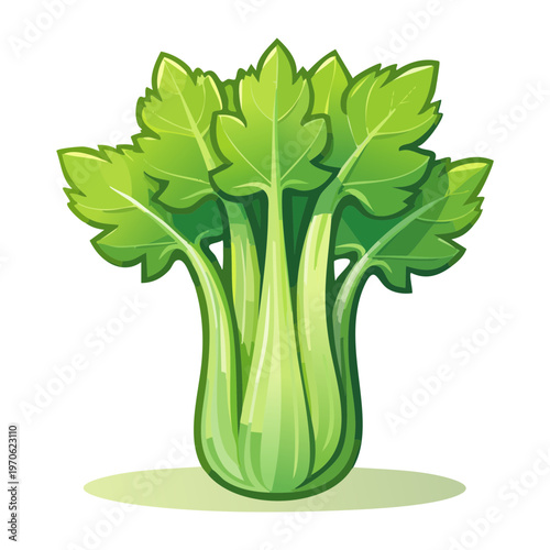 Whole head of green celery for healthy meal prepping and organic vegetable diet plan themes - Vector Illustration