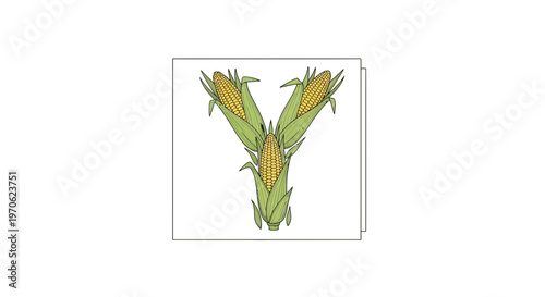 Fresh Corn Cobs Arranged in a Stylized 'Y' Shape on White Background