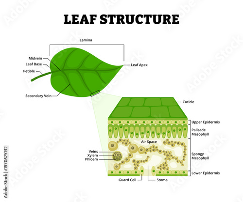 Leaf structure diagram anatomy. Close-up of Part of plant. Cross section of leaf. Labeled lamina, vein, xylem phloem, stoma, mesophyll, cuticle and epidermis. Vector illustration