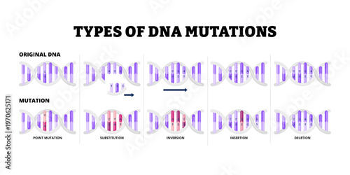 Different types of DNA Mutation types set collection. Labeled point mutation, substitution, inversion, insertion and deletion. Science educational poster. Molecular biology. Vector illustration.