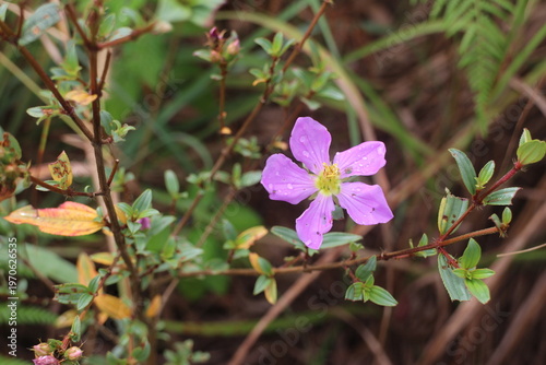 Fotografía Close up of a bloomed purple flower with with leaves,This plant is called Malaba