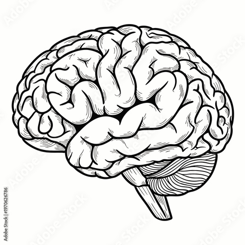Detailed anatomical illustration of the human brain, highlighting its complex structure and neural network, perfect for medical and educational concepts.