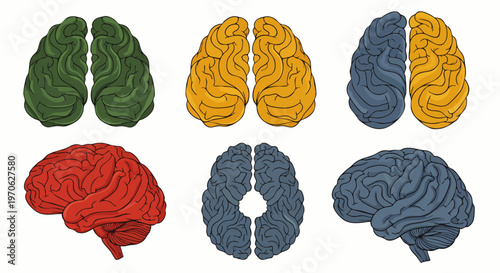 Set of colorful human brain illustrations from different angles, representing science and health