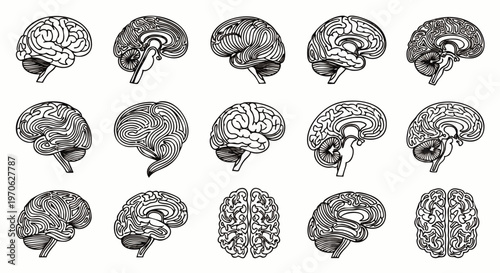 Collection of detailed anatomical illustrations of the human brain in various sagittal and coronal views, showcasing intricate details.