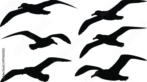 Set of Six Flying Albatross Bird Silhouettes Isolated on White.