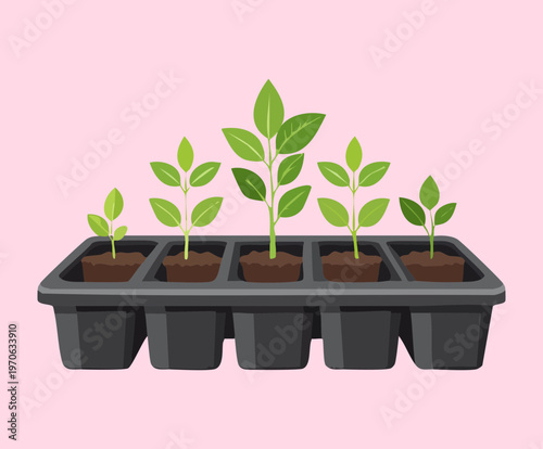 Small plant starts in a black germination tray with several compartments for organized seed starting and professional horticulture production in a greenhouse
