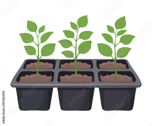 Young green vegetable seedlings growing in a black nursery starter tray with rich soil ready for transplanting into a spring garden