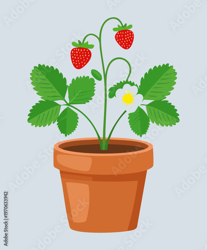 Potted strawberry plant with hanging vines and ripe red fruits in a brown clay container for patio decoration and healthy eating