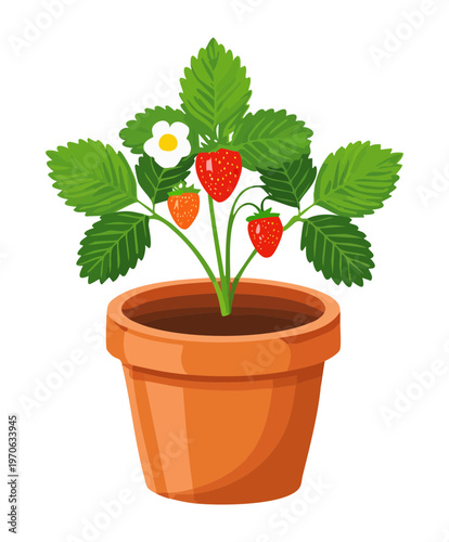 Single strawberry bush with red berries and white flowers in a classic terracotta pot for small space gardening and home fruit production