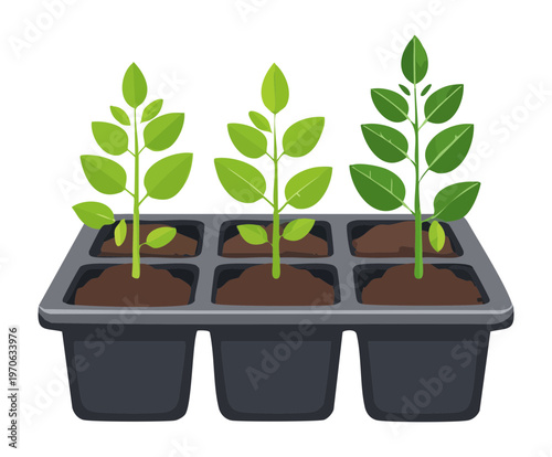Multiple rows of healthy green seedlings thriving in a professional black plastic nursery tray for commercial farming and sustainable home garden projects