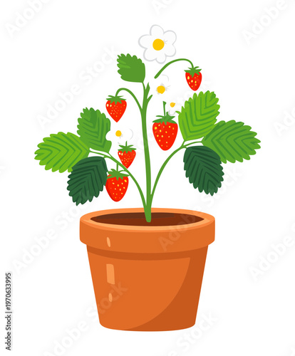 Ripe red strawberries growing on a lush green plant inside a terracotta clay pot for balcony gardening and urban fruit harvest