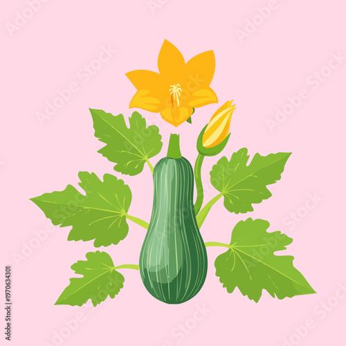 Green marrow plant with a large zucchini and yellow blossoms growing from the leaves for sustainable agriculture and organic food production
