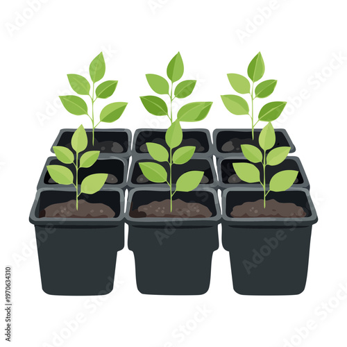 Seedling starter tray with several green plants growing in rich soil for spring gardening and home vegetable patch cultivation projects