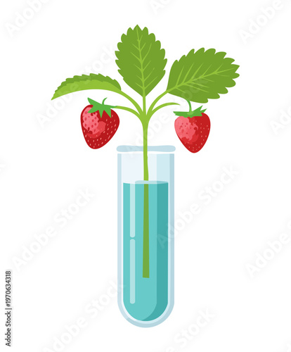 Hydroponic strawberry plant with green leaves and red berries growing in a glass tube for modern sustainable agriculture and science