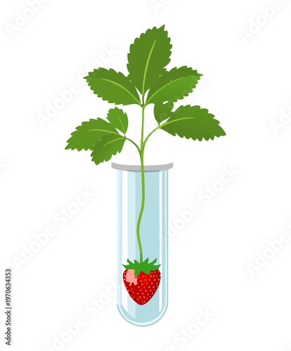 Healthy strawberry vine growing in a glass container with water for experimental botany and modern indoor plant care for fresh berries