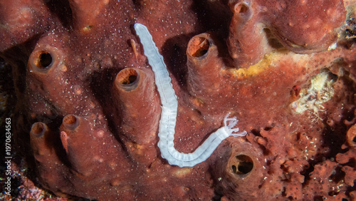  Sea Cucumber of the genus Synaptula (Synaptula cf. lamperti), reefs of Sipadan Island, Sabah, Malaysia, Borneo