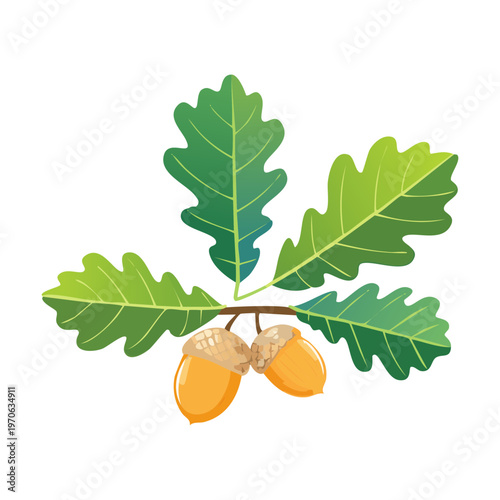 Green oak foliage and acorns for environmental science textbooks nature preserve branding fall season marketing and decorative botanical art for textile prints