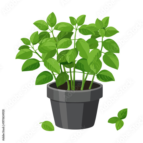 Fresh potted basil for culinary herb collection branding organic grocery store displays cooking ingredient infographics and home garden plant care tutorials