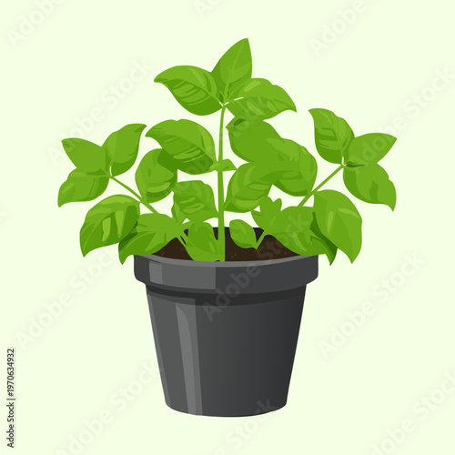 Healthy basil herb in nursery pot for home gardening hobbyists herb farm branding culinary seasoning advertisements and organic lifestyle blog visual content
