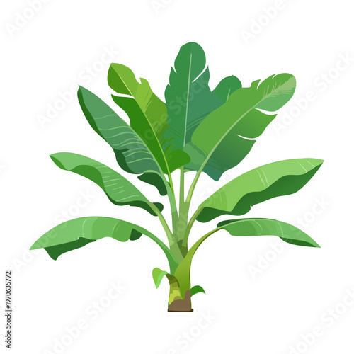 Green leafy tropical plant for jungle theme decor botanical garden branding exotic houseplant care guides and nature inspired graphic design for printing