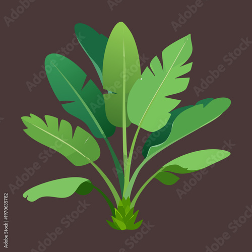 Wide tropical green plant for interior landscape design exotic nursery branding botanical education resources and nature theme promotional graphics for web