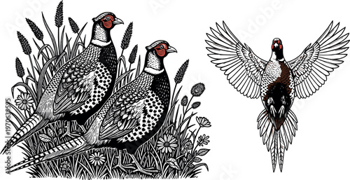 Detailed Vintage Illustration of Pheasant Birds in Flight and on the Ground in Nature Settings