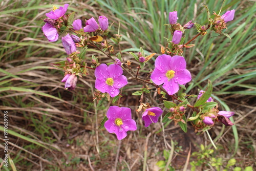 Konstfotografi Close up of a bloomed purple flower with with leaves,This plant is called Malaba