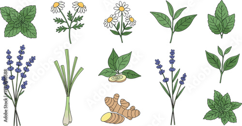Herb and Flower Icon Set with Lavender, Ginger, Chamomile, and Medicinal Plants for Natural and Wellness Design