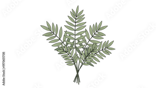 Simple sprig of several green leafy stems tied together at the base illustrated against a plain white background for a clean natural look.