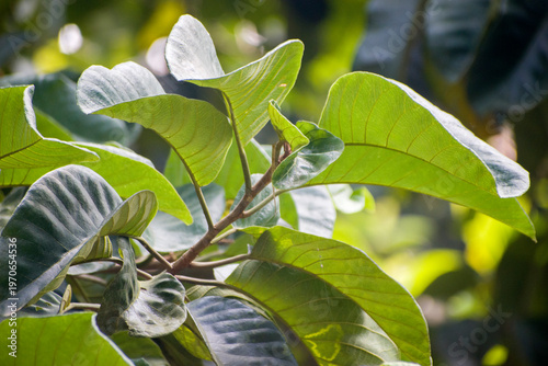 Foto Broad green leaves of the Ficus callosa Calloused Fig tree.