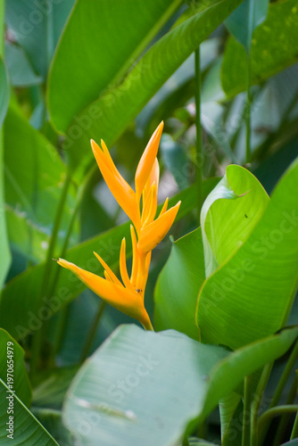 Foto Vibrant orange Heliconia psittacorum Parakeet Flower in the garden
