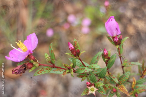 Fotografía Close up of a bloomed purple flower with with leaves,This plant is called Malaba