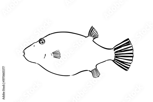 Pufferfish illustration line art vector, toxic fish, marine life, educational material