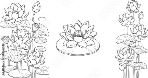 Set of Hand-Drawn Lotus Flowers in Various Stages of Bloom for Nature, Floral, and Meditation Designs
