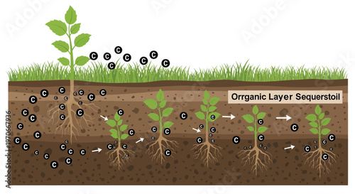 Soil Carbon Sequestration Process Diagram