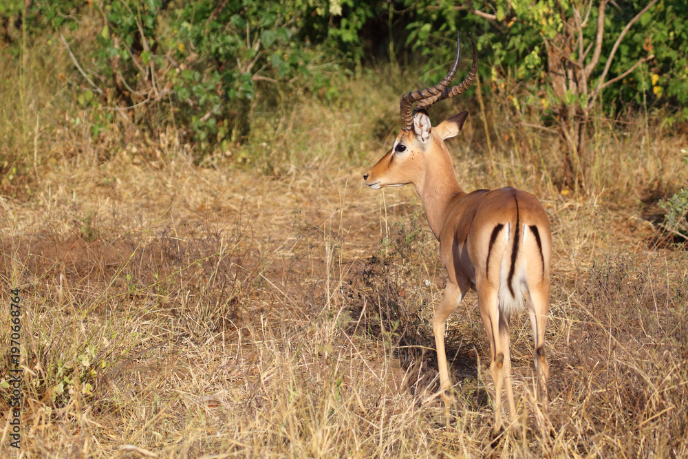 Fototapeta premium Schwarzfersenantilope / Impala / Aepyceros melampus