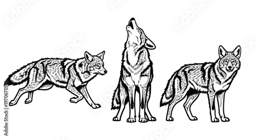 Three wolves illustrated in a black and white line drawing with one howling and two others walking and looking around on a plain background.