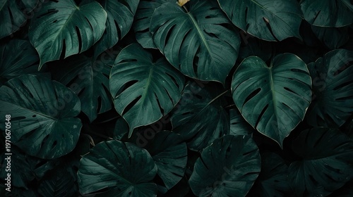 Tropical Green Leaves Background with Monstera Plant
